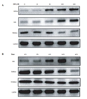 Study on the Mitochondrial Autophagy Pathway of Apoptosis Induced by Deferoxamine in the Leukemia Cell Line HL-60