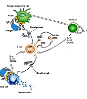 Allergic Alveoli's: The Lung's Immune Paradox in Hypersensitive Pneumonitis (EAA/HP)