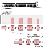 New Genetic Analysis in Cases with Hunter Syndrome in Whom IDS Gene Mutations Could Not Be Detected: RNA Sequencing