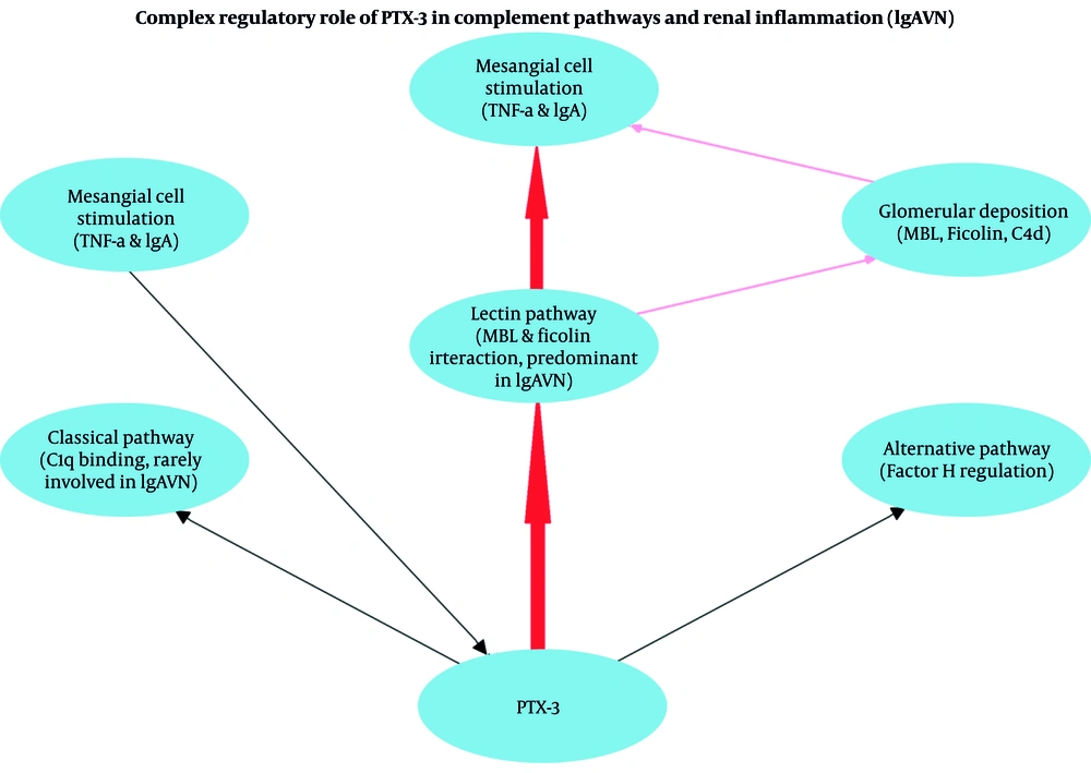 Complex regulatory roles of PTX-3 in complement activation pathways, emphasizing the lectin pathway's critical role in renal inflammation in IgA Vasculitis Nephritis. Complex regulatory roles of PTX-3 in complement activation pathways, emphasizing the lectin pathway's critical role in renal inflammation in IgA Vasculitis Nephritis.
