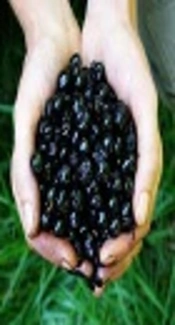 Poisoning with Atropa Belladonna in Childhood