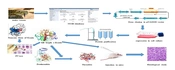 Cloning, Expression and Purification of Full-length Recombinant Ecarin and Comparing Its Expression and Function with Its Truncated Form