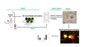 Effects of Wound Fluid on Breast Cancer-derived Spheroids in a 3D Culture System: A Case Series Study