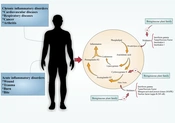 Cover image of the article: Anti-inflammatory Properties of the Genus Symphytum L.: A Review