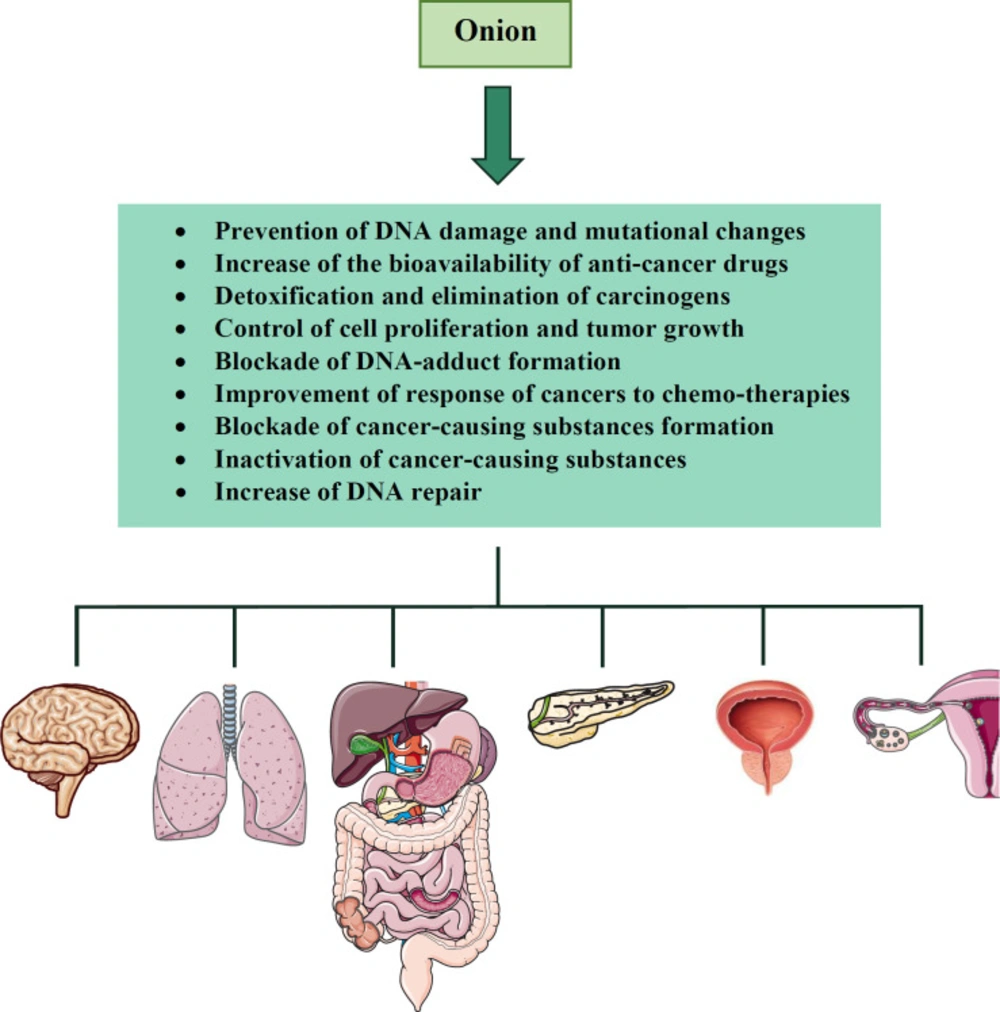The anti-cancer effects of <i>A. cepa</i> (onion) and its constituents on different organs