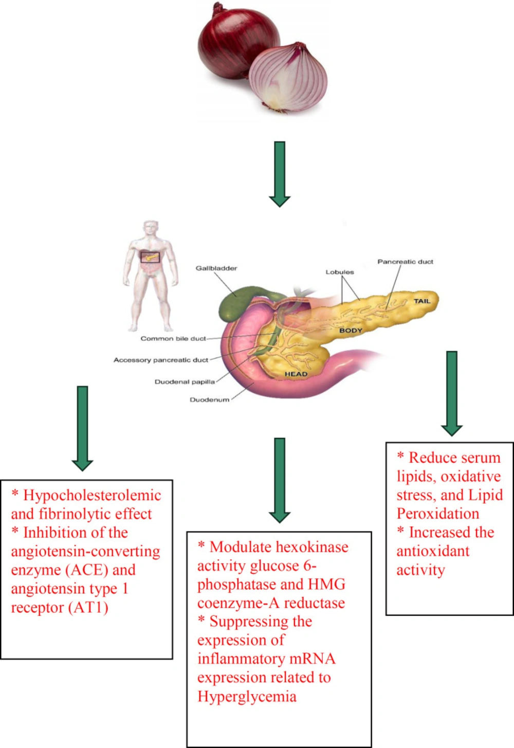 The anti-diabetic effects of <i>A. cepa</i> (onion) and its constituents. ACE: angiotensin-converting enzyme, AT1: angiotensin type 1 receptor