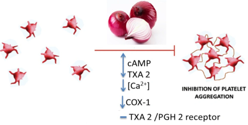 The anti-platelet effects of <i>A. cepa</i> (onion) and its constituents. cAMP: cyclic adenosine monophosphate, COX-1: cyclooxygenase-1, PGH2: prostaglandin H2, TXA2: thromboxane A2