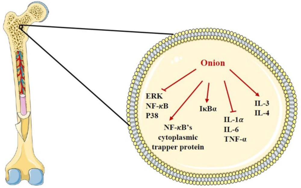 The effects of <i>A. cepa</i> (onion) and its constituents on bone cell. ERK: extracellular signal-regulated kinase IκBα: IkappaB-alpha, IL-1𝛼: interleukin-1𝛼, IL-3: interleukin-3, IL-4: interleukin-4, IL-6: interleukin-6, NF-𝜅B: nuclear factor kappa-light-chain-enhancer of activated B cells, TNF-𝛼: tumor necrosis factor-alpha