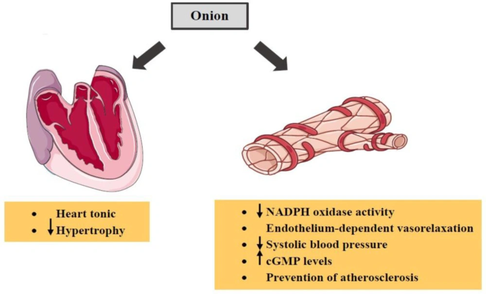The effects of <i>A. cepa</i> (onion) and its constituents on cardiovascular system. ↓: Decrease; ↑: Increase; cGMP: cyclic guanosine monophosphate;NADPH: nicotinamide adenine dinucleotide phosphate