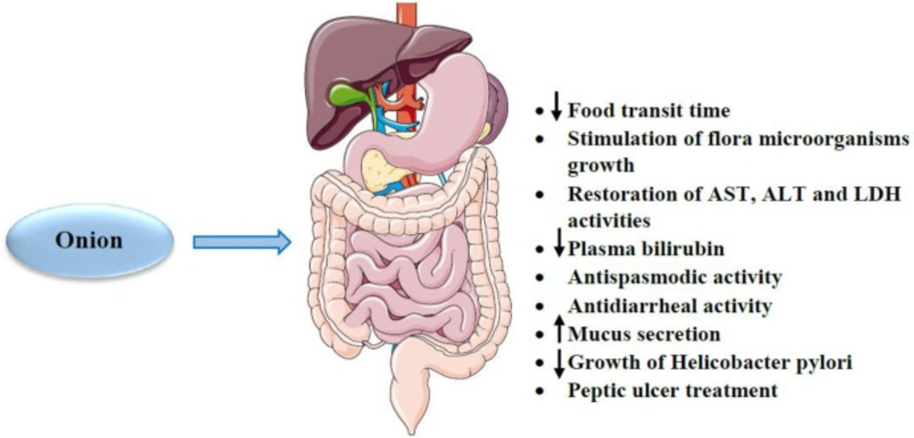 The effects of <i>A. cepa</i> (onion) and its constituents on gastrointestinal system. ↓: Decreas; ↑: Increase; ALT: alanine transaminase; AST: aspartate aminotransferase; LDH: lactate dehydrogenase