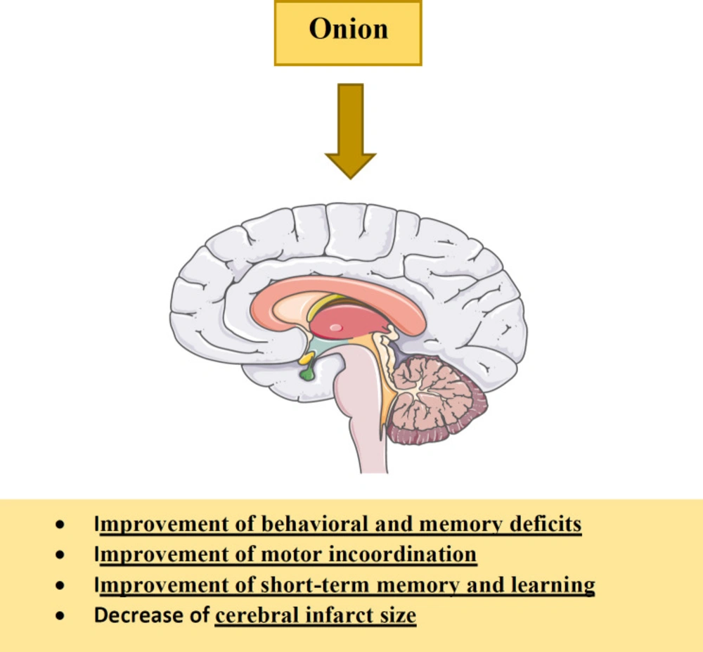 The effects of <i>A. cepa</i> (onion) and its constituents on nervous system