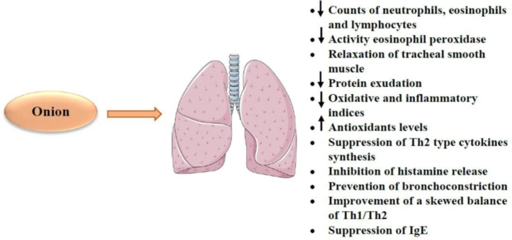 The effects of <i>A. cepa</i> (onion) and its constituents on respiratory system. ↓: Decrease; ↑: Increase; Th1: T helper type 1; Th2: T helper type 2; IgE: Immunoglobulin E