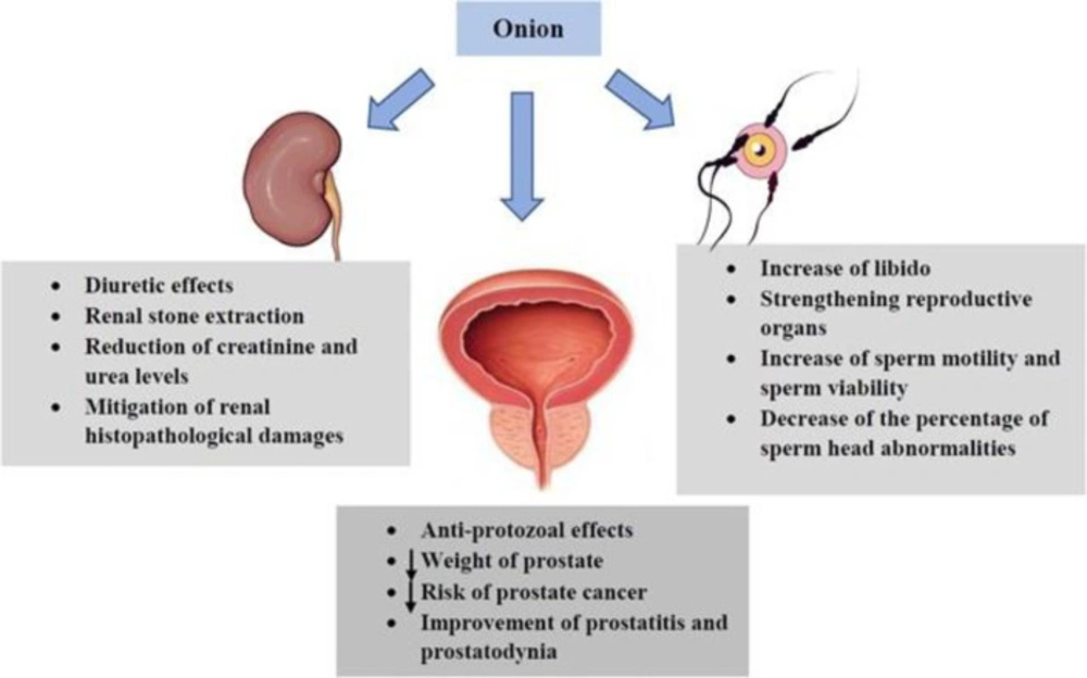 The effects of <i>A. cepa</i> (onion) and its constituents on urogenital system. ↓: Decrease