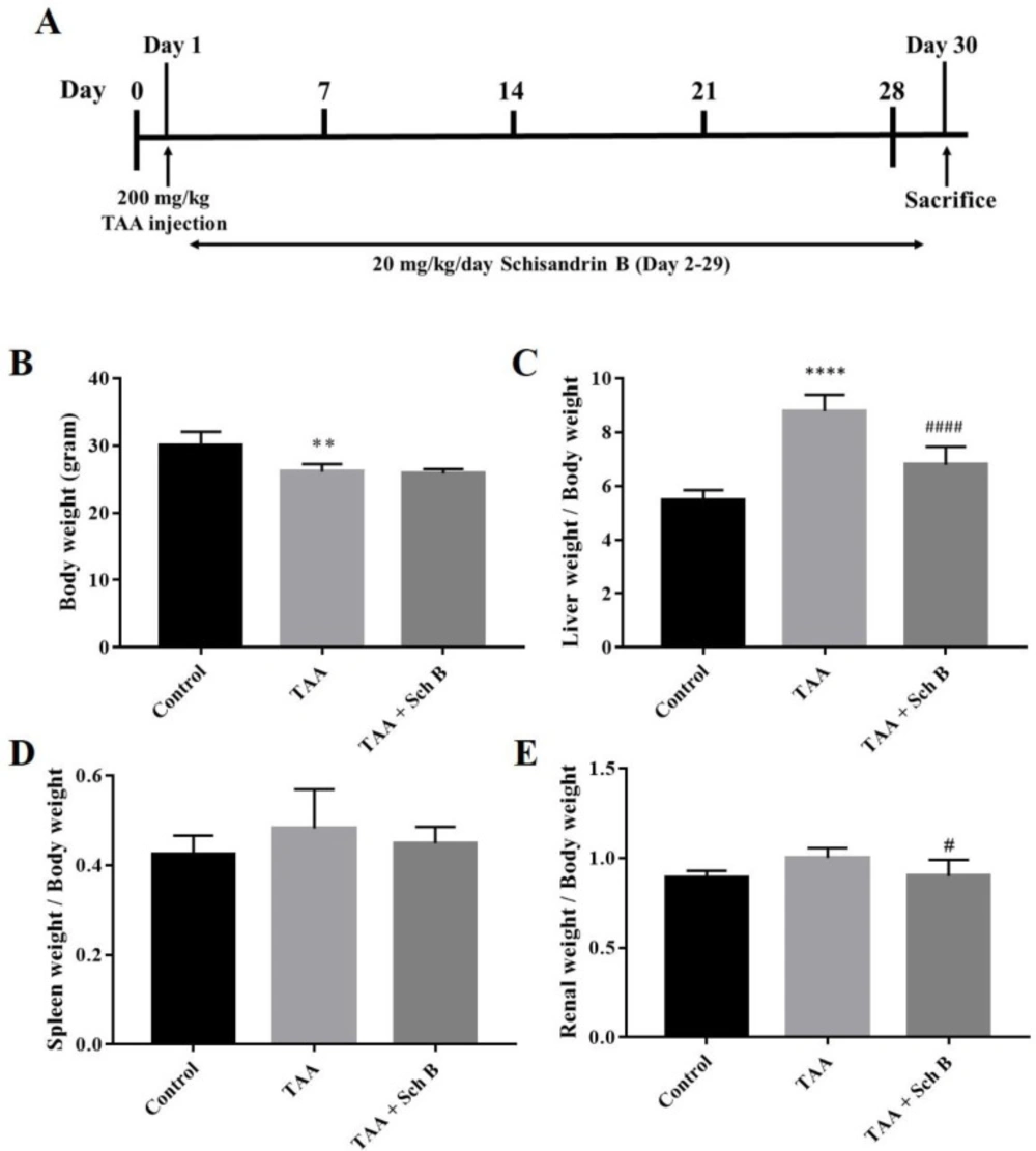 Treatment scheme of the study, body weight, and organs weight. (A) Mice were injected 200 mg/kg TAA intraperitoneally. One day later, mice were treated either with 20 mg/kg/day Sch B or olive oil (vehicle) for 28 consecutive days. (B) Body weight. (C-E) Liver, spleen, and kidney weight index. Results were expressed as mean ± SD (n = 10). <sup>*</sup><i>P</i>-value < 0.05, <sup>** </sup><i>P</i>-value < 0.01, <sup>**** </sup><i>P</i>-value < 0.0001 compared with control; <sup>##</sup><i>P</i>-value < 0.01, <sup>####</sup><i>P</i>-value < 0.0001 compared with TAA