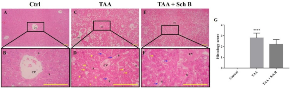 Histopathology of the liver. (A and B) Representative photomicrographs of H&E-stained liver sections from control mice showed normal hepatic architecture. (C and D) Liver sections from mice treated with TAA showed distorted hepatic architecture with congestion of the central vein. In addition, sinusoidal dilatation and congestion (blue arrows), ballooning degeneration (yellow asterisks), hepatocyte apoptosis or pyknosis (yellow arrows), and karyorrhexis (yellow arrowheads) were observed. (E and F) Liver sections from TAA-injected mice treated with Sch B showed fewer pathological hepatocytes and more healthy hepatocytes with normal histology. Images are shown at 40× and 100× magnifications; scale bars, 200 μm. CV, central veins; S, sinusoids; PT, portal triads. (G) Histology score of liver sections, shown as mean ± SD (n = 5). <sup>****</sup><i>P</i>-value < 0.0001 compared with control