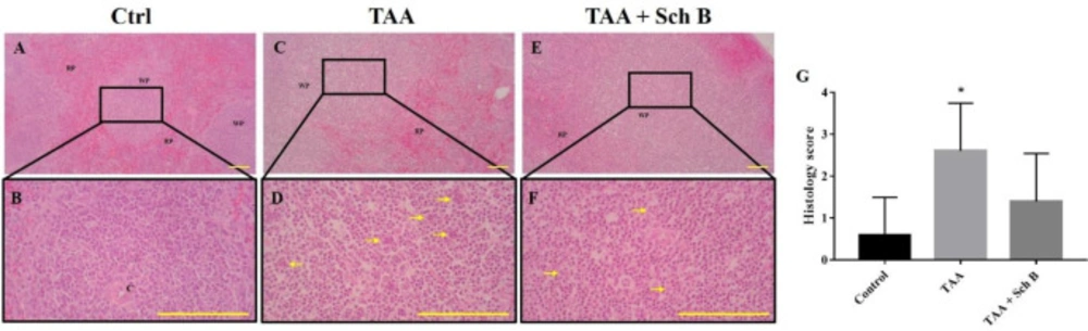 Histopathology of the spleen<b>. </b>(A and B) Representative photomicrographs of H&E-stained spleen sections from control mice. (C and D) Spleen sections from TAA-injected mice. White pulps and red pulps were distinguishable, but the junction was not clear. In addition, white pulps were not structurally organized. A moderate decrease of white pulp elements was noted, and tingible body macrophages containing apoptotic bodies (yellow arrowhead) were seen. (E and F) Spleen sections from TAA-injected mice treated with Sch B. Improved structure with fewer apoptotic bodies were seen. Images are shown at 40× and 100× magnifications; scale bars, 200 μm. RP, red pulps; WP, white pulps; C, central artery. (G) Histology score of spleen sections, shown as mean ± SD (n = 5). <sup>*</sup><i>P</i>-value < 0.05 compared with control