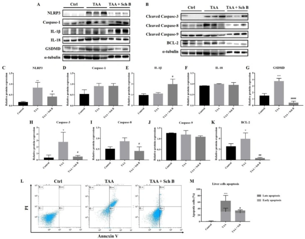 Analysis of inflammasome and apoptosis in the liver. (A) Western blot images showing inflammasome markers in the liver. (B) Western blot images showing apoptotic markers in the liver. (C-G) Protein expression levels of inflammasome markers. (H-K) Protein expression levels of apoptotic markers. Results are expressed as mean ± SD (n = 3). (L) Representative plots showing Annexin V-FITC/PI staining. Bottom left quadrant, viable cells; bottom right quadrant, early apoptotic cells; upper right quadrant, late apoptotic cells. (M) Percentages of apoptotic cells, shown as the mean ± SD (n = 5). <sup>*</sup><i>P</i>-value < 0.05, <sup>**</sup><i>P</i>-value < 0.01, <sup>***</sup><i>P</i>-value < 0.001 compared with control; <sup>#</sup><i>P</i>-value < 0.05, <sup>##</sup><i>P</i>-value < 0.01, <sup>####</sup><i>P</i>-value < 0.0001 compared with TAA