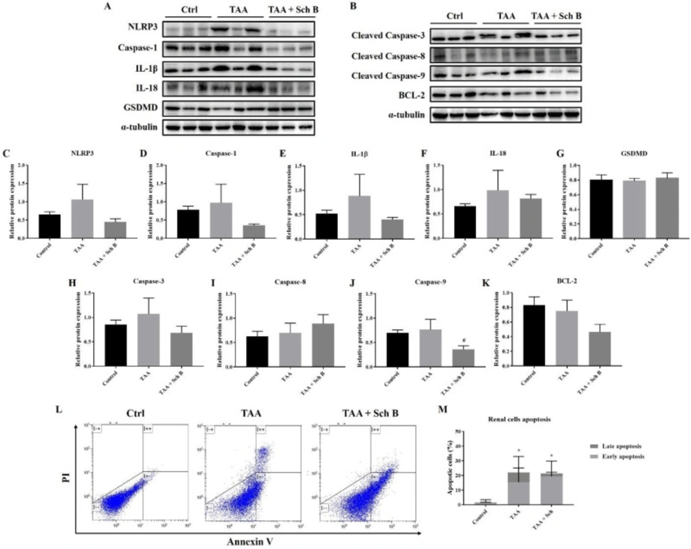 Analysis of inflammasome and apoptosis in the kidney. (A) Western blot images showing inflammasome markers in the kidney. (B) Western blot images showing apoptotic markers in the kidney. (C-G) Protein expression levels of inflammasome markers. (H-K) Protein expression levels of apoptotic markers. Results are presented as mean ± SD (n = 3). (L) Representative plots showing Annexin V-FITC/PI staining. (M) Percentages of apoptotic cells, shown as the mean ± SD (n = 5). <sup>*</sup><i>P</i>-value < 0.05 compared with control; <sup>#</sup><i>P</i>-value < 0.05 compared with TAA