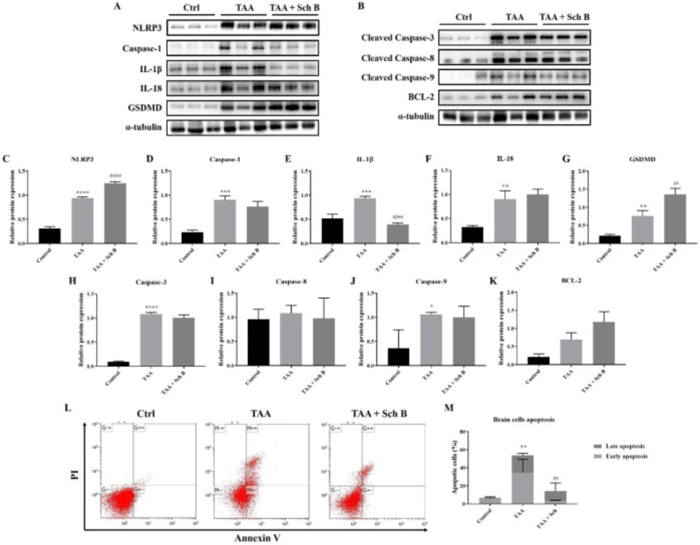 Analysis of inflammasome and apoptosis in the brain. (A) Western blot images showing inflammasome markers in the brain. (B) Western blot images showing apoptotic markers in the brain. (C-G) Protein expression levels of inflammasome markers. (H-K) Protein expression levels of apoptotic markers. Results are presented as mean ± SD (n = 3). (L) Representative plots showing Annexin V-FITC/PI staining. (M) Percentages of apoptotic cells, shown as the mean ± SD (n = 5). <sup>*</sup><i>P</i>-value < 0.05, <sup>**</sup><i>P</i>-value < 0.01, <sup>***</sup><i>P</i>-value < 0.001, <sup>****</sup><i>P</i>-value < 0.0001 compared with control; <sup>##</sup><i>P</i>-value < 0.01, <sup>####</sup><i>P</i>-value < 0.0001 compared with TAA