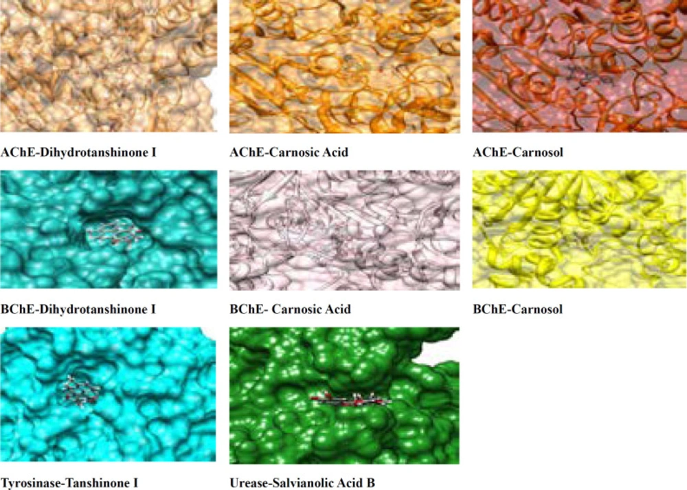 Surface representations of the active sites of enzymes with the bound ligands. The wide opening of the binding site pocket allows compounds to adopt flexible conformation in this area
