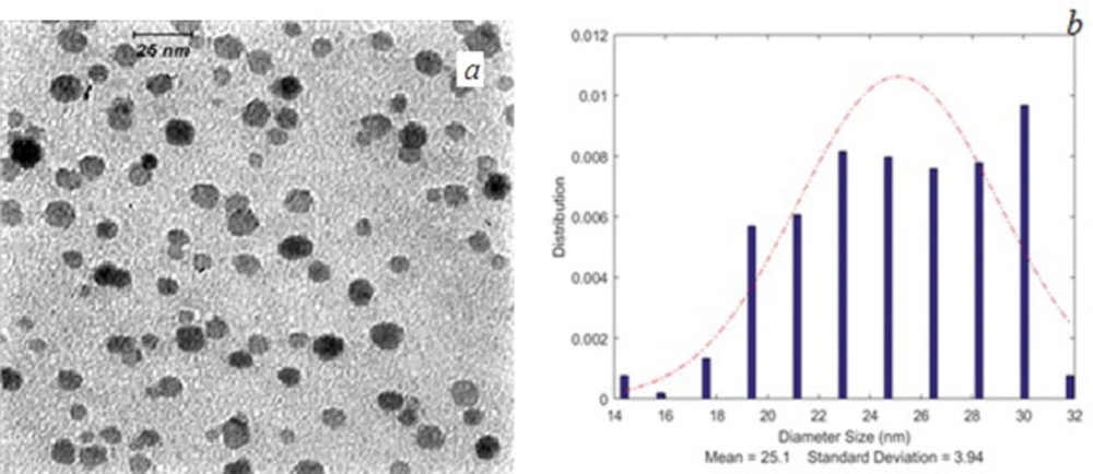 (a) TEM image and (b) size distribution curve of FA-PG-SPIONs