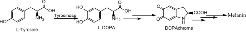 The biosynthetic pathway of melanin pigment