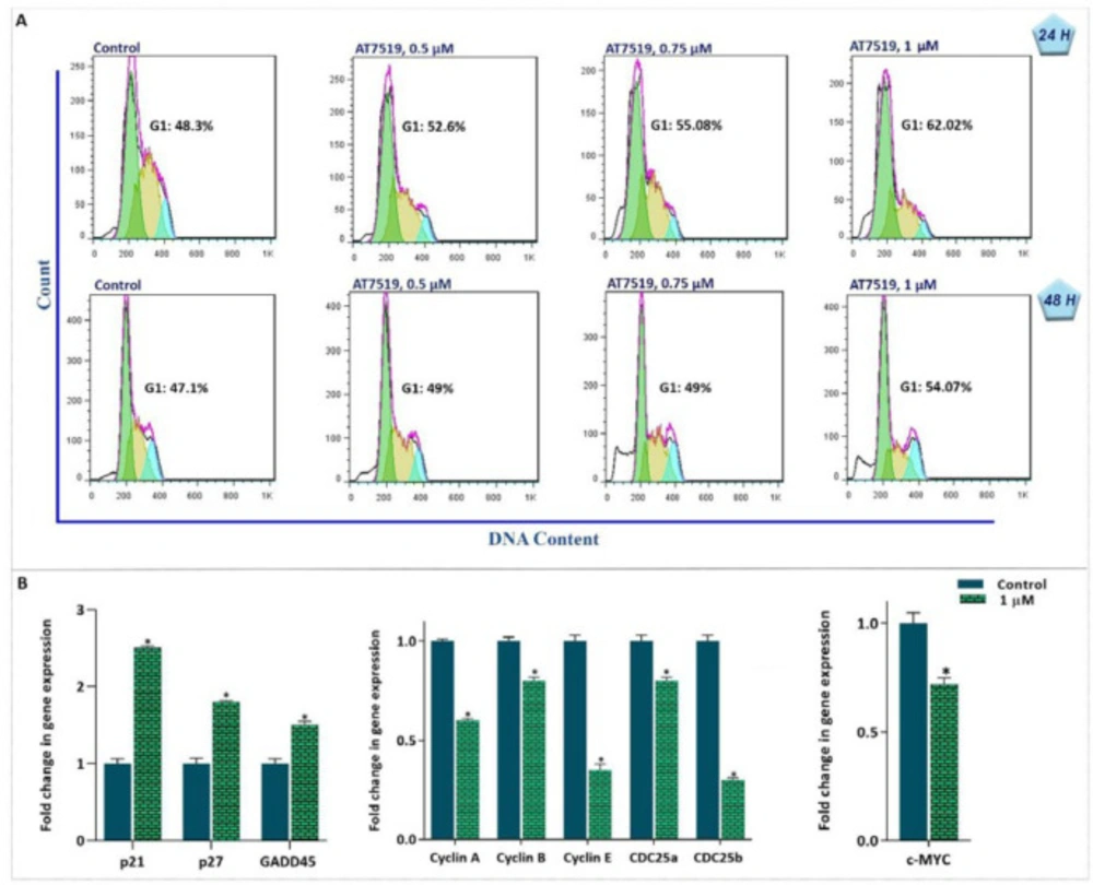 AT7519-induced G1 arrest is coupled with alteration in expression of the cell cycle-associated genes. (A) Evaluating the effect of the agent on the distribution of cells in different phases of the cell cycle revealed that AT7519 blocked the transition of the cells from G1 phase along with reduced the percentage of cells in S phase of the cell cycle. (B) The inhibitor altered the mRNA expression level of the cell cycle related genes. Values are given as mean ± SD of three independent experiments. <sup>*</sup><i>P</i> ≤ 0.05 represents significant changes from untreated control