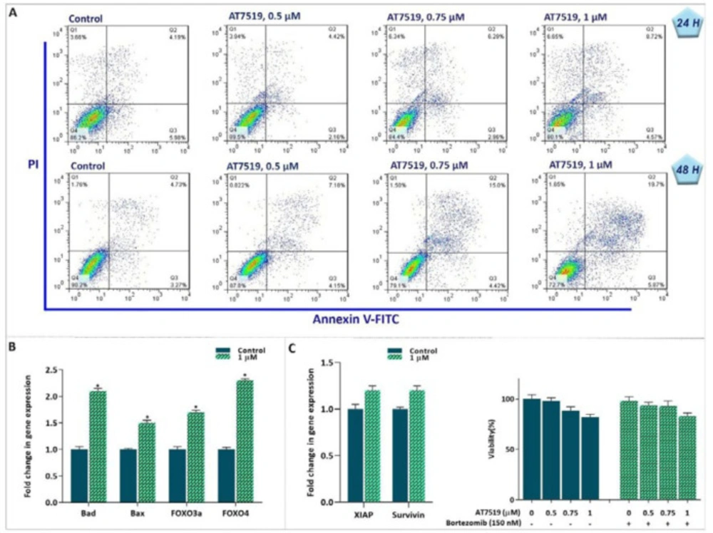 Suppression of CDK in KG-1 cells was coupled with induction of apoptotic cell death. (A) AT7519 increased the percentages of Annexin-V and Annexin-V/PI double positive cells in KG-1 cells. (B and C) After treatment of the cells with AT7519, the expression levels of apoptotic genes were determined using qRT‐PCR. Although the inhibitor could increase the expression of pro-apoptotic genes, it failed to impede the expression levels of anti-apoptotic genes. In agreement, the proteasome inhibitor was not capable to boost AT7519 cytotoxic effect. * <i>P</i> ≤ 0.05 represents significant changes from untreated control