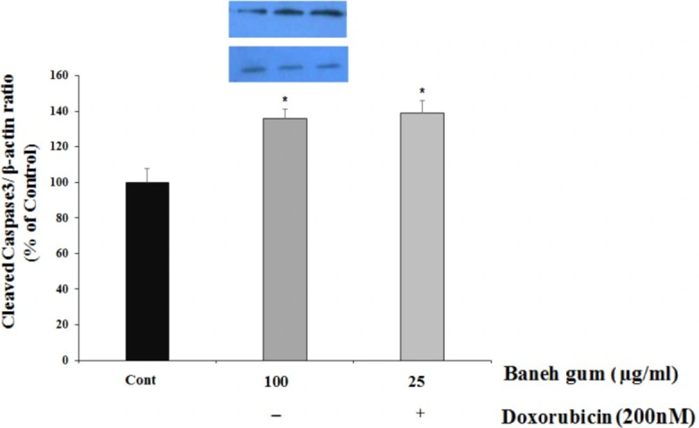 Effect of Baneh gum treatment alone and in combination with 200 nM doxorubicin on caspase 3 protein activation. Cells were incubated with gum alone (25 µg/mL) or in combination with doxorubicin (200 nM) for 24 h and then proteins were extracted and protein expression was measured by western blot. Each value in graph represents the mean ± SEM band density ratio for each group; ***<i>P </i>< 0.001 significantly different versus control treated cells. β-actin was used as an internal control