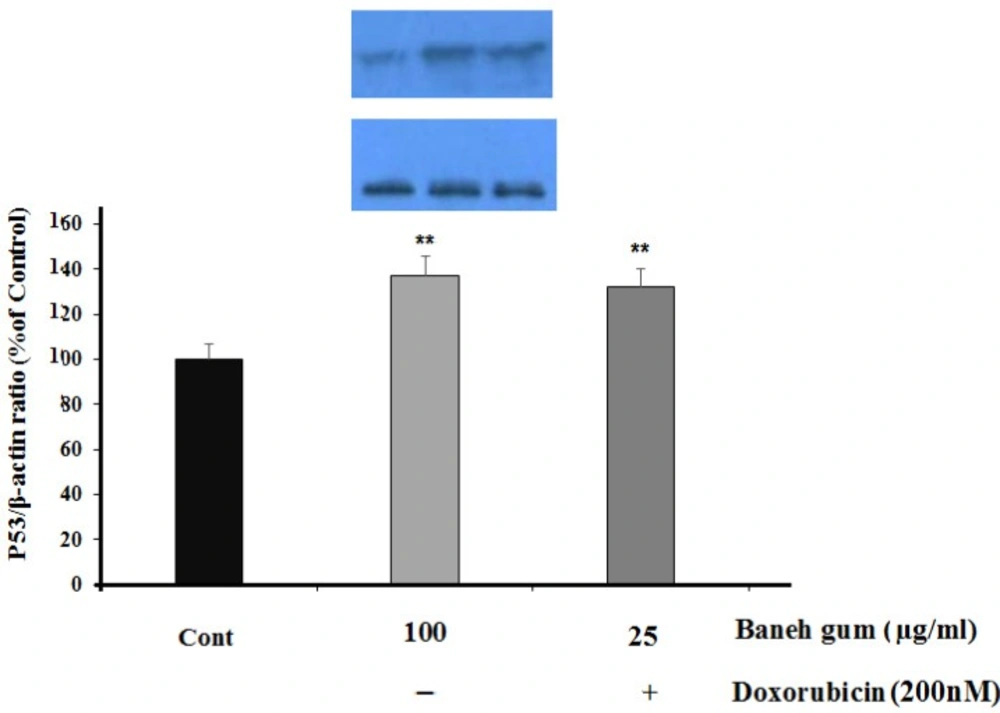 Effect of Baneh gum treatment alone and in combination with 1µg/mLl doxorubicin on P53 protein level. Cells were incubated with gum alone (25 µg/mL) or in combination with doxorubicin (200 nM) for 24 h and then proteins were extracted and protein expression was measured by western blot. Each value in graph represents the mean ±SEM band density ratio for each group; **<i>P </i>< 0.01 significantly different versus control treated cells. β-actin was used as an internal control