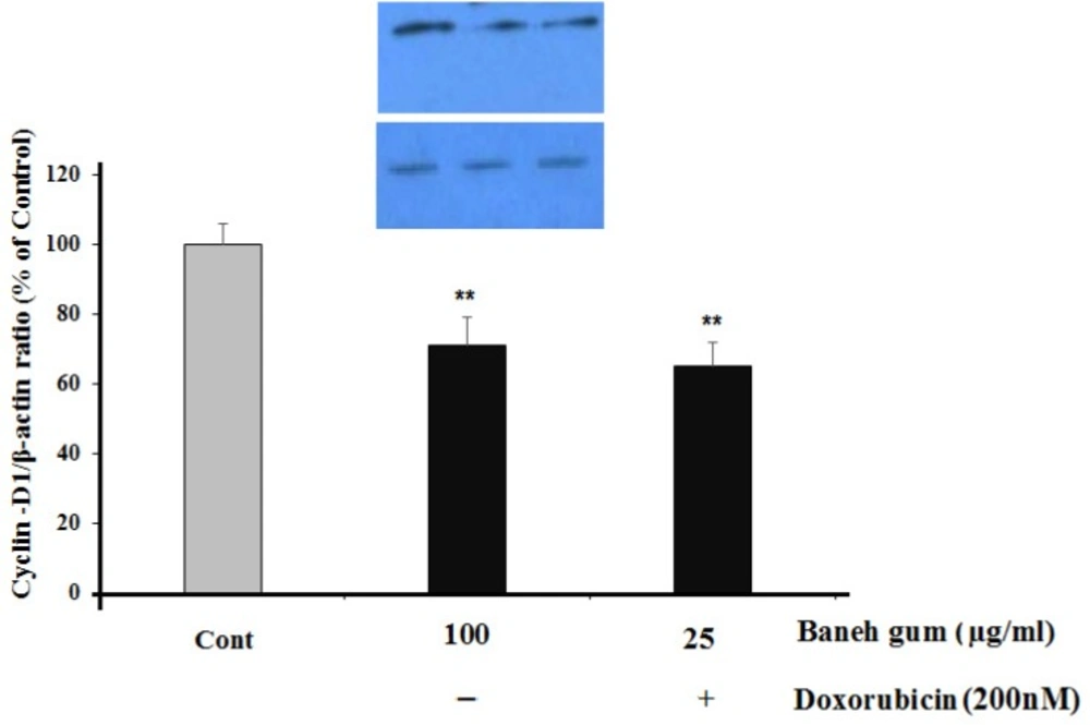 Effect of Baneh gum treatment alone and in combination with 1µg/mL doxorubicin on Cyclin-D1 down-regulation. Cells were incubated with gum alone (25 µg/mL) or in combination with doxorubicin (200 nM) for 24 h and then proteins were extracted and protein expression was assayed by western blot. Each value in graph represents the mean ± SEM band density ratio for each group; **<i>P</i>< 0.01 significantly different versus control treated cells. β-actin was used as an internal control