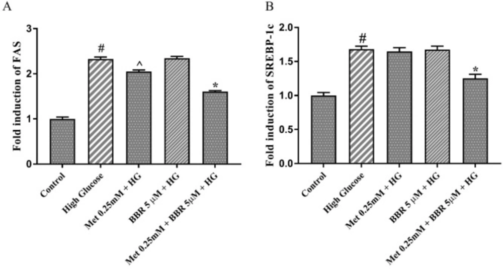 The expression of the key lipogenic genes, SREBP1c and FAS in the presence of Met, BBR, and Met+BBR. Represented data are from three independent experiments and are means ± SEM (n = 3). #: Control <i>vs. </i>High glucose, *: Treatments <i>vs. </i>High Glucose with <i>P </i>< 0.001, ^: Treatments <i>vs. </i>High Glucose with <i>P </i>< 0.05. Control: D-mannitol (27.5 mM mannitol) in normal glucose (NG) (5.5 mM glucose); HG: High (33 mM glucose); Met: Metformin; BBR: Berberine