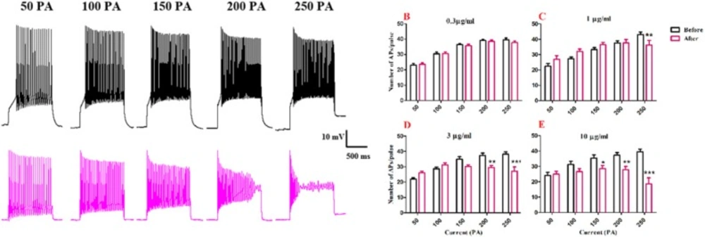 Effect of bath application of BS venom on evoked action potentials by depolarizing currents. (A) Sample traces representing changes in the number of evoked action potentials per pulse before and after bath application of BS venom. Changes in the number of evoked action potentials per pulses were assessed before and after bath application of venom at 0.3 (B), 1 (C), 3 (D), and 10 µg/mL (E). Data were shown as mean ± SEM (N = 6-8 cells). *<i>p </i><0.05, **<i>p </i><0.01, ***<i>p </i><0.001 and ****<i>p </i><0.0001 compared with the values before bath application of BS venom