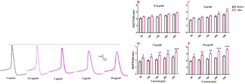 Effect of bath application of BS venom on evoked action potentials by depolarizing currents. (A) Sample traces representing changes in the half- width and AHP amplitude of evoked action potentials per pulse before and after bath application of BS venom. Changes in AHP amplitude of evoked action potentials per pulses were assessed before and after bath application of venom at 0.3 (B), 1 (C), 3 (D), and 10 µg/mL (E). Data were shown as mean ± SEM (N = 6-8 cells). *<i>p </i><0.05, **<i>p </i><0.01, ***<i>p </i><0.001 and ****<i>p </i><0.0001 compared with the values before bath application of BS venom