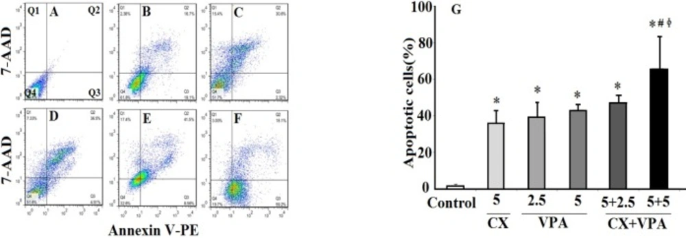 The effects of VPA and CX on apoptosis of B-CPAP cells. Represented flowcytometric charts (A-F) show the percentage of live (Q4), early apoptotic (Q3), late apoptotic (Q2), and necrotic cells (Q1) in different group (A: control group, B: 5 µM of CX, C: 2.5 mM of VPA, D: 5 mM of VPA , E: 5 µM of CX + 2.5 mM of VPA, F: 5 µM of CX + 5 mM of VPA). Histogram (G) compares the percentage of total apoptotic cells (Q2+Q3) in CX, VPA, and CX+VPA -treated and control B-CPAP cells. The represented data are mean ± SD of at least three independent experiments. Data were analyzed using one-way ANOVA followed by Tukey’s post-hoc test. <sup>*</sup><i>P </i>< 0.05 compared to control group; <sup>#</sup><i>P </i>< 0.05 compared to CX (5 µM) group, <sup>ɸ</sup><i>P </i>< 0.05 compared to VPA (2.5 and 5 mM)-treated groups.