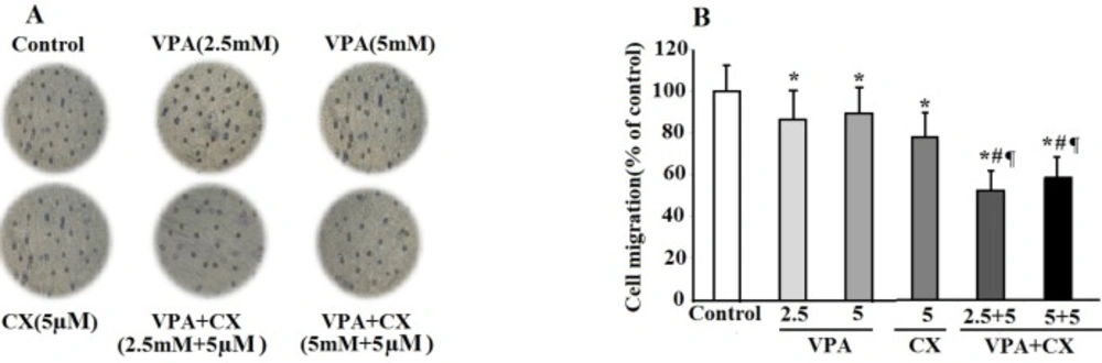 The effects of VPA and CX on the migration of B-CPAP cells <i>in-vitro</i>. (A) Representing light microscopy photomicrographs (40x) showing the migration ability of BCPAP cells in the control, VPA and CX-treated groups. (B) Histogram compares the mean ± SD of migrated cells in different group. Data was obtained from at least three independent experiments and were analyzed using one-way ANOVA followed by Tukey’s post-hoc test. <sup>*</sup><i>P </i>< 0.05 compared to control group; <sup>#</sup><i>P </i>< 0.01 compared to CX (5 µM); <sup>¶</sup><i>P </i>< 0.001 compared to VPA (2.5 and 5 mM)-treated cells.