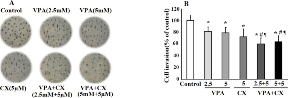 The effects of VPA and CX on the invasion of B-CPAP cells <i>in-vitro</i>. (A) Representing light microscopy photomicrographs (40x) showing the invasion ability of BCPAP cells in the control, drugs-treated groups. (B) Histogram compares the mean ± SD of invaded cells in different group. Data was obtained from at least three independent experiments and were analyzed using one-way ANOVA followed by Tukey’s post-hoc test. <sup>*</sup><i>P </i>< 0.05 compared to control group; <sup>#</sup><i>P </i>< 0.05 compared to CX (5 µM); <sup>¶</sup><i>P </i>< 0.01 compared to VPA (2.5 and 5 mM)-treated cells