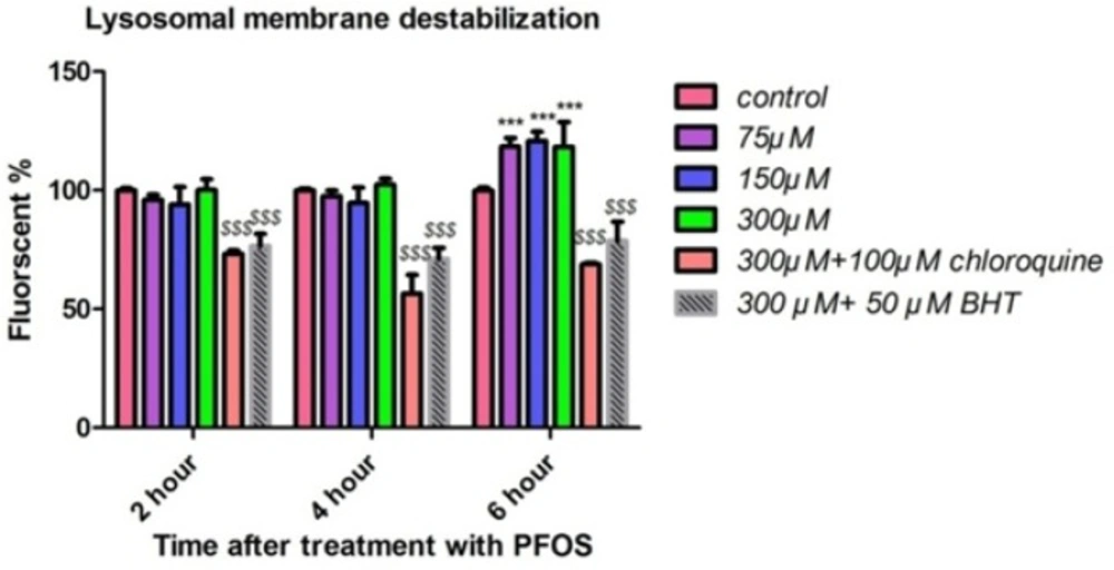 Human lymphocytes’ lysosomal membrane integrity after treatment with PFOS. Destabilization of lysosomal membrane in human lymphocytes after treatment with PFOS. Measurement of acridine orange (a tertiary amine that accumulates in lysosome) redistribution to cytosol was used as an indicator of damage to lysosomal membrane. One-hundred fifty and tree-hundred µM PFOS significantly (<i>P <</i> 0.05) induced lysosomal membrane leakage after 6 h incubation in comparison with control. BHT and chloroquine attenuated PFOS-induced lysosomal membrane destabilization.<sup>*</sup><i>P </i>< 0.05, <sup>**</sup><i>P </i>< 0.01 and <sup>***</sup><i>P </i>< 0.001.