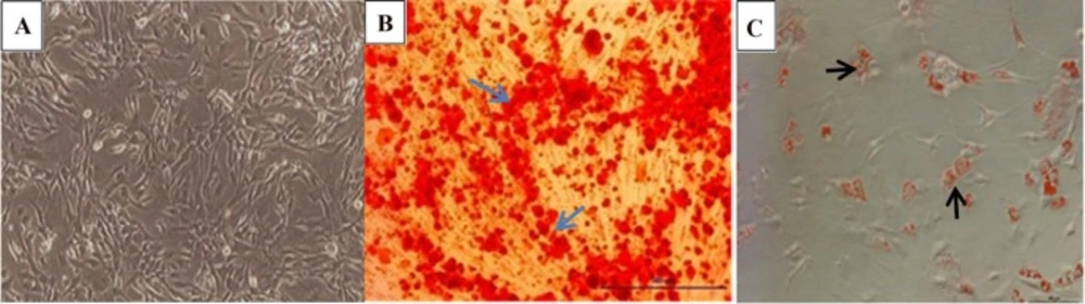 (A) Morphology of undifferentiated Mesenchymal Stem Cells. (B) Osteogenic differentiation of MSCs was visualized by Alizarin Red which stained calcium deposited in extracellular matrix . (C) adipogenic differentiation was confirmed by lipid vacuoles stained with Oil Red staining. (Magnification 10X).