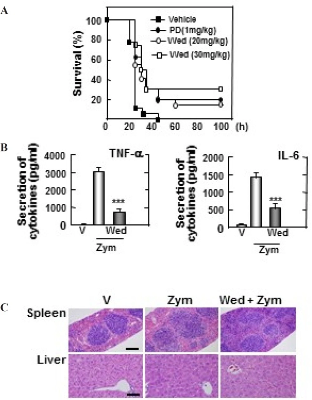 Wedelolactone protects mice against the zymosan-induced inflammatory responses. (A) Wild-type (WT) mice (n = 25 per group) were given wedelolactone (20 mg/kg) or (30 mg/kg) or vehicle or prednisone (1 mg/kg) orally for 24 h before intraperitoneal injection by zymosan (2 mg/kg). Viability was assessed every 5 h for the first 40 h and every 10 h thereafter. Wed, wedelolactone, PD, prednisone. (B) Serum levels of TNF-α, IL-6 were measured in mice that had or had not been given wedelolactone (30 mg/kg) or vehicle by using ELISA at 18 h after zymosan (2 mg/kg) injection. V, vehicle; Zym, zymosan,; Wed, wedelolactone. The data are expressed the mean ± SD of three experiments. Statistical differences (***<i>P</i> < 0.001) compared to the mice were not given wedelolactone are indicated. (C) Sections of spleen and liver from mice were injected with zymosan (2mg/kg) for 24 h after giving administration of wedelolactone (30 mg/kg) or vehicle. H&E staining was performed (scale bars: upper, 100 µm). V, vehicle; Zym, zymosan; Wed, wedelolactone. The images are representative of sections from five mice per group