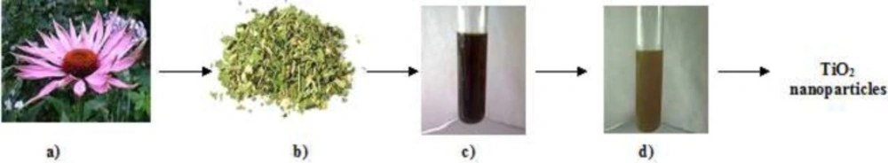 Schematic illustration of the green synthesis of TiO<sub>2</sub> nanoparticles using aqueous extract of the <i>E. purpurea </i>herba, a)<i> E. purpurea </i>plant, b)<i> E. purpurea </i>powder, c) plant extract solution, d) plant extract with 1mM TiO<sub>2</sub>