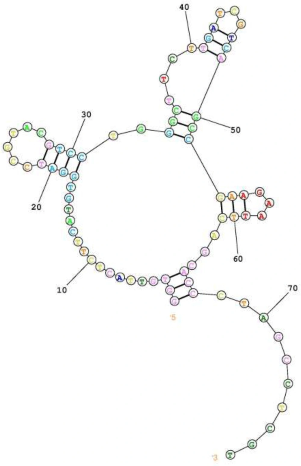 predicted secondary structure of the selected FVIII specific aptamer. Using online server of RNAStructure. Predict the lowest free energy structure
