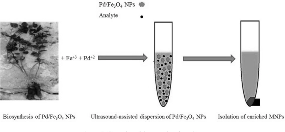 Illustration of the procedure for MSPE<b>.</b>
