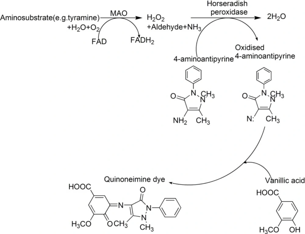 Scheme for peroxidase-linked spectrophotometric monoamine oxidase (MAO) inhibitor assay modified from Holt <i>et al</i>