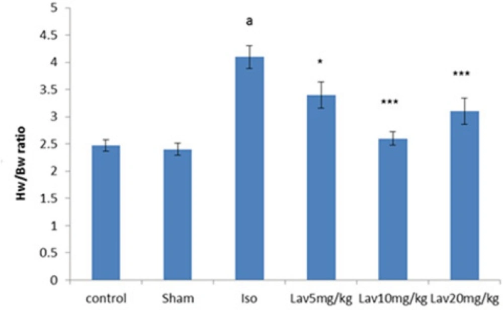 The effects of <i>L. angustifolia</i> essential oil on Heart weight (HW) to Body weight (BW) ratios. Data are expressed as mean±SEM (n=6). ªp<0.001 , ᵇp<0.01 ,ᶜp<0.05 from respective control value; *p < 0.05, **p < 0.01; ***p < 0.001 as compared with isoproterenol treated group using one way ANOVA with Student-Newman-Keuls post hoc test. Iso: Isoproterenol, Lav: <i>L. angustifolia</i> essential oil.