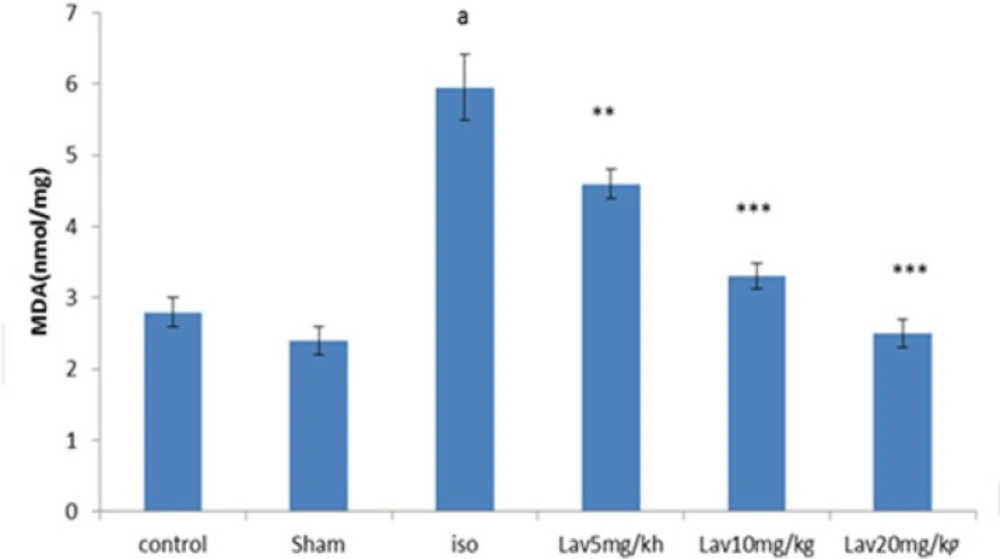 The effects of <i>L. angustifolia</i> essential oil on malondialdehyde (MDA). Data are expressed as mean±SEM (n=6). ªp<0.001 , ᵇp<0.01 ,ᶜp<0.05 from respective control value; *p < 0.05, **p < 0.01; ***p < 0.001 as compared with isoproterenol treated group using one way ANOVA with Student-Newman-Keuls post hoc test. Iso: Isoproterenol, Lav: <i>L. angustifolia</i> essential oil.