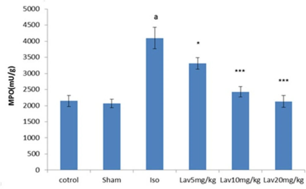 The effects of <i>L. angustifolia</i> essential oil on myeloperoxidase (MPO). Data are expressed as mean±SEM (n=6). ªp<0.001 , ᵇp<0.01 ,ᶜp<0.05 from respective control value; *p < 0.05, **p < 0.01; ***p < 0.001 as compared with isoproterenol treated group using one way ANOVA with Student-Newman-Keuls post hoc test. Iso: Isoproterenol, Lav: <i>L. angustifolia</i> essential oil.