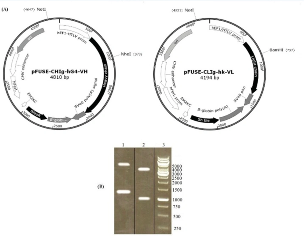 Analysis of recombinant vectors by restriction digestion. pFUSE-CHIg-hG4-VH and pFUSE-CLIg-hk-VL were cut by NheI/NotI and NotI/BamHI respectively. According to the vector maps (A), predicted product sizes were 1133 and 3677 bp for pFUSE-CHIg-hG4-VH and 960 and 3234 bp for pFUSE-CLIg-hk-VL. Digest reactions were electrophoresed on a 1% agarose gel (B). Lane 1, cut pFUSE-CHIg-hG4-VH; lane 2, cut pFUSE-CLIg-hk-VL; lane 3, 1kb DNA markers.