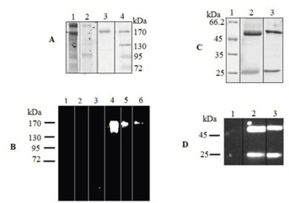 SDS–PAGE and Western blot analysis of expressed IgG<sub>4</sub>. The concentrated culture supernatant was separated on 8% resolving gel under non-reducing condition. Purified protein was analyzed under reducing condition on 12% resolving gel. The gels were stained with Coomasie Blue. In Western blot analysis, the blots were probed with a HRP-conjugated chicken Anti-Human IgG. Western blots were visualized by ECL. (A) Coomassie stained gel under non-reduced condition. Lane 1, supernatant of rSp2.0 cells; lane 2, supernatant of untransfected Sp2.0 cells; lane 3, positive control; lane 4, marker (B) Western blot analysis under non-reduced condition. Lane 1, marker; lane 2, supernatant of untransfected Sp2.0 cells (30 µg/mL); lane 3, supernatant of untransfected Sp2.0 cells (10 µg/mL); lane 4, supernatant of rSp2.0 cells (30 µg/mL); lane 5, supernatant of rSp2.0 cells (10 µg/mL); lane 6, positive control (C) Coomassie stained gel under reduced condition. Lane 1, marker; lane 2, purified IgG<sub>4</sub>, lane 3, positive control (D) Western blot analysis under reduced condition. Lane 1, marker; lane 2, purified IgG<sub>4</sub>, lane 3, positive control.