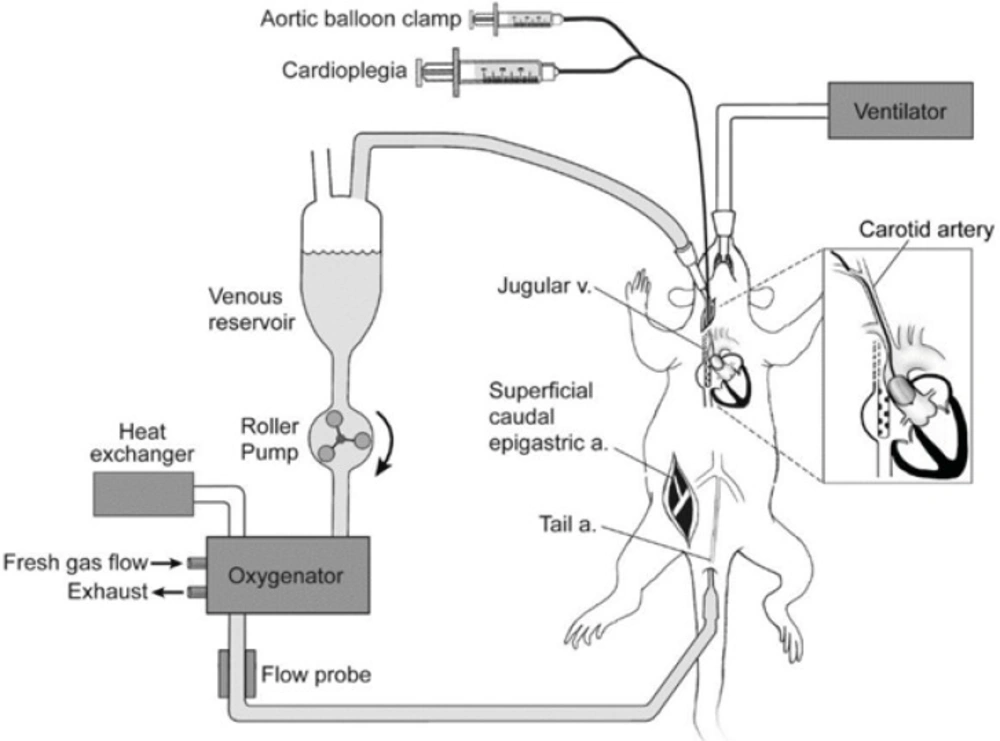 CPB models of rat (www.cardiothoracicsurgery.org).